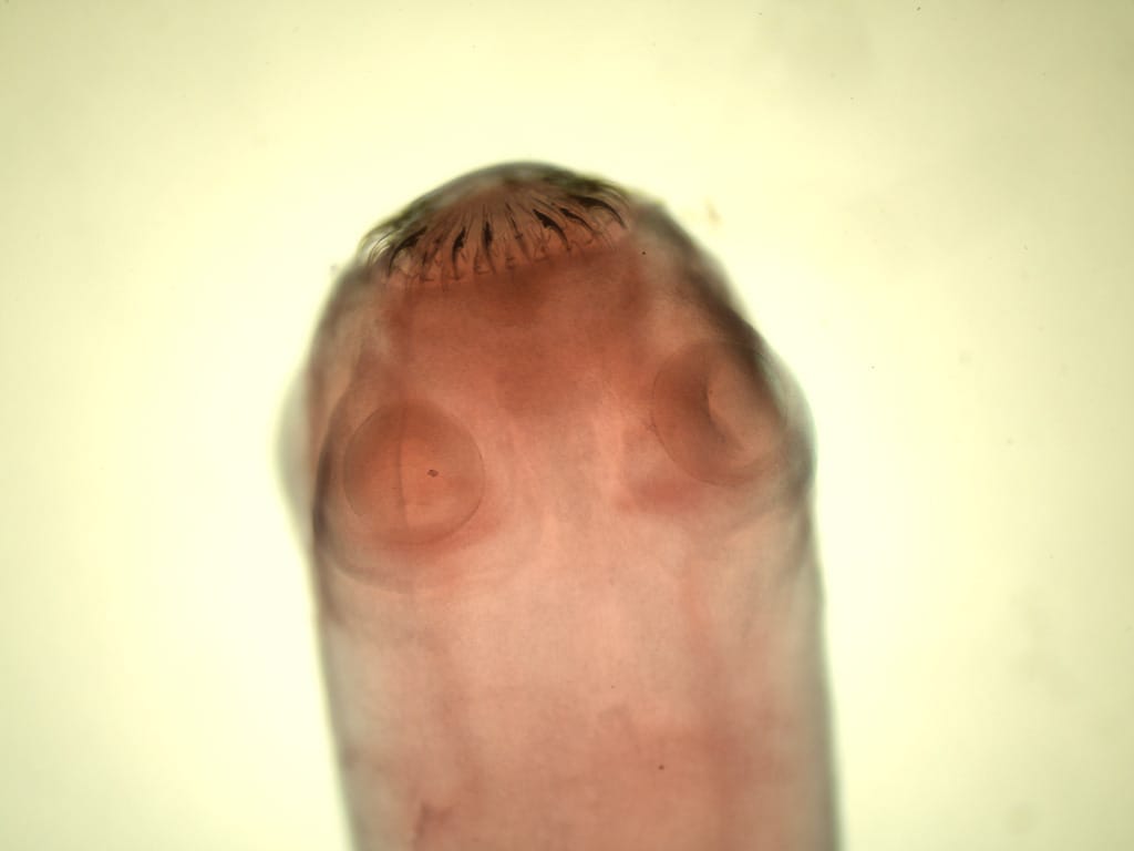 <i>Taenia sp.</i>, Scolex