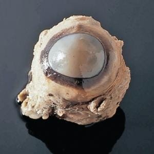 Preserved Cow Eyes