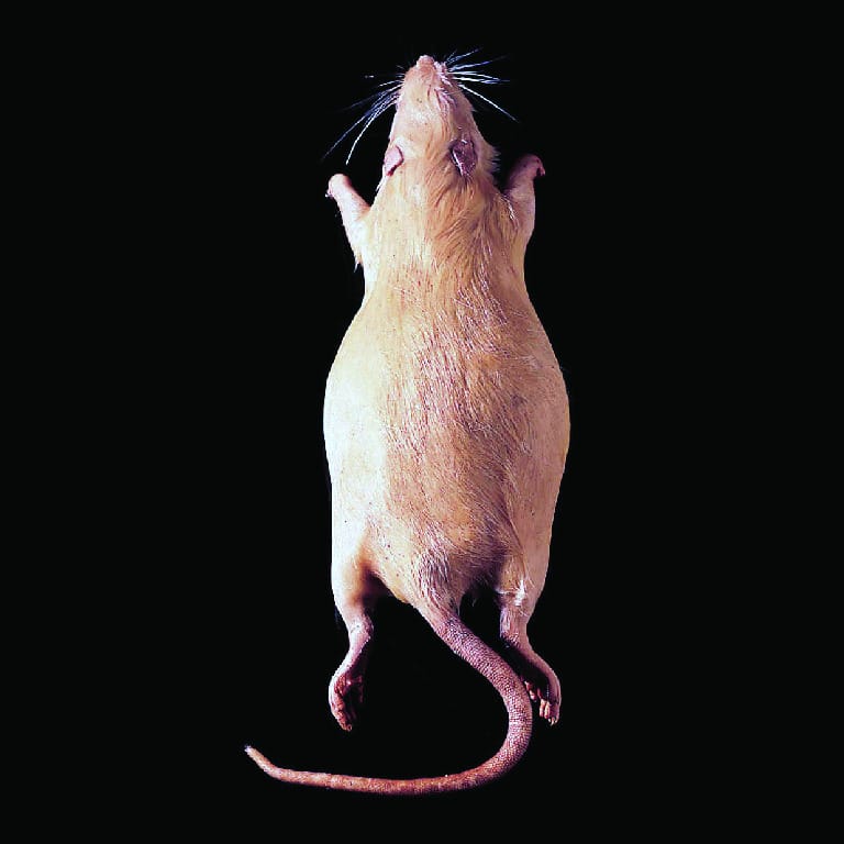 Pregnant Rats