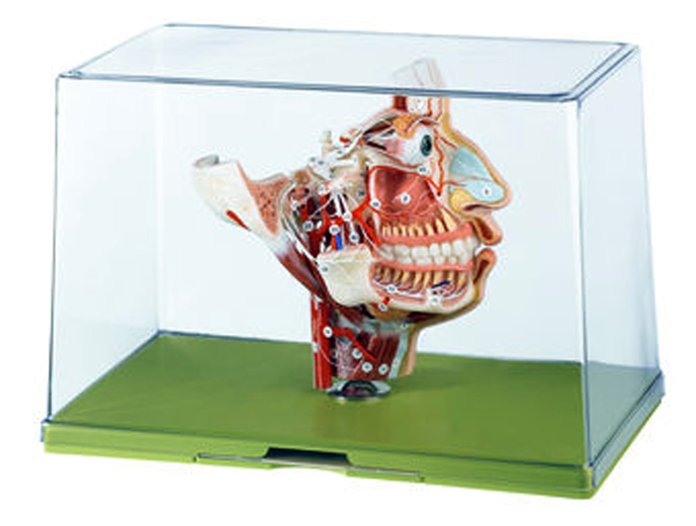 Somso® Nerves and Blood-Vessels On the Facial Skull