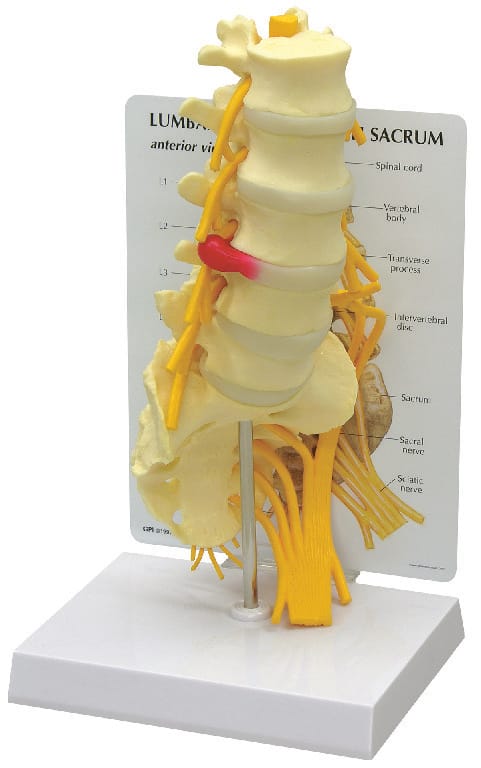 GPI Anatomicals® Flexible Lumbar Vertebrae Model