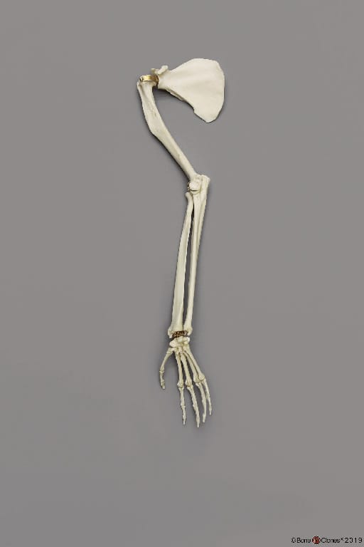 BoneClones® Limbs for Anatomical Comparison