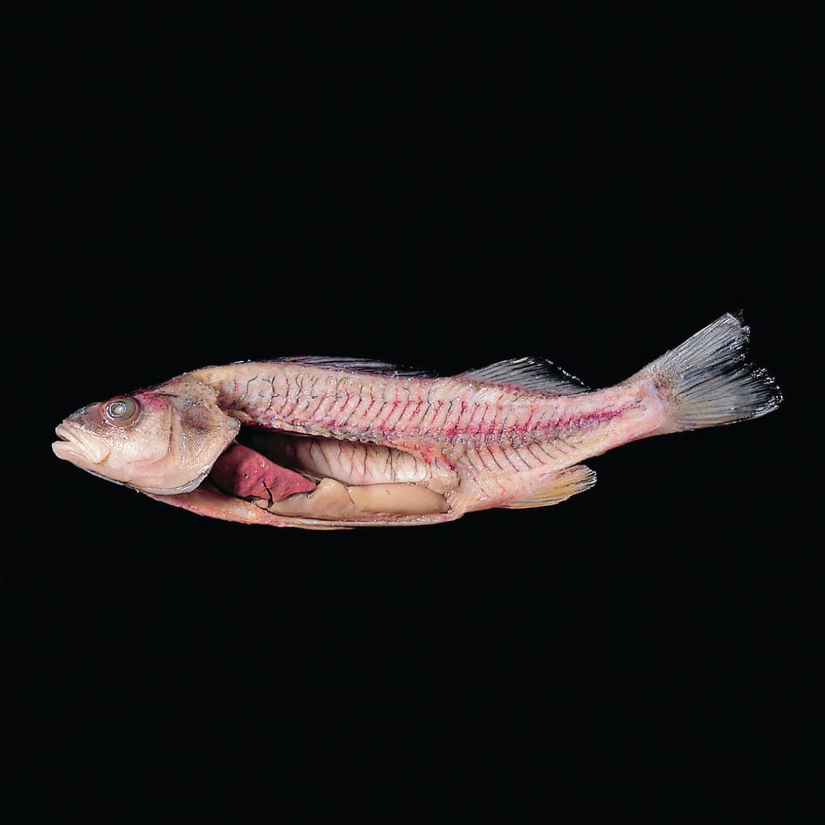 Ward's® Pure Preserved Freshwater Perch