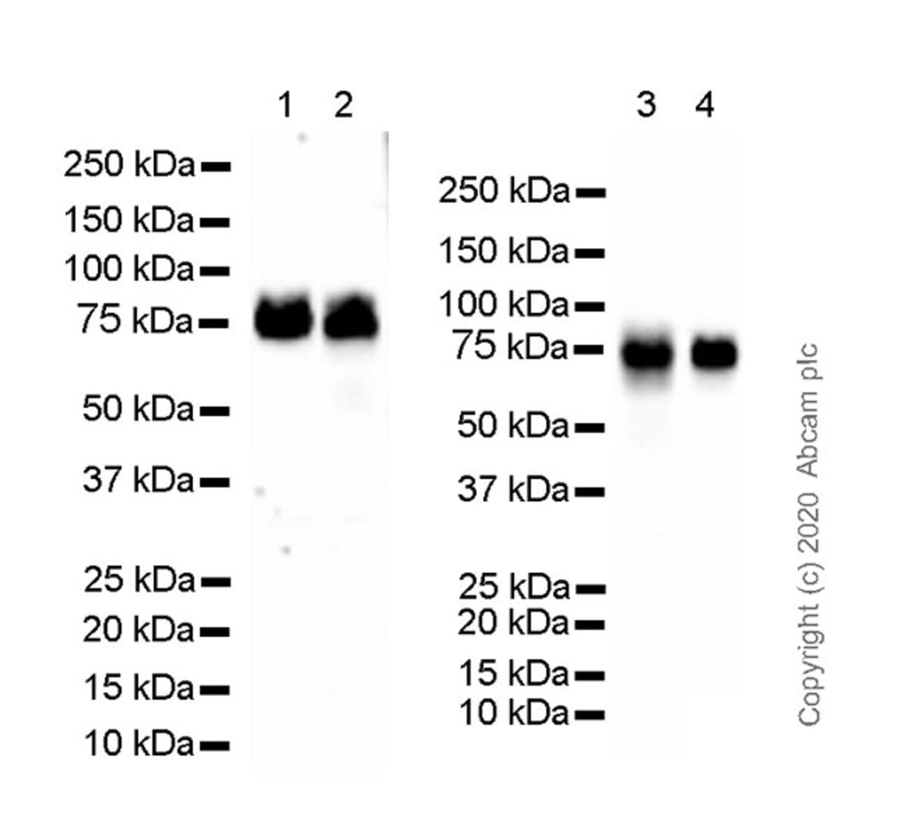 Anti-Granulin Rat Monoclonal Antibody [clone: 8H10] | VWR, part of Avantor