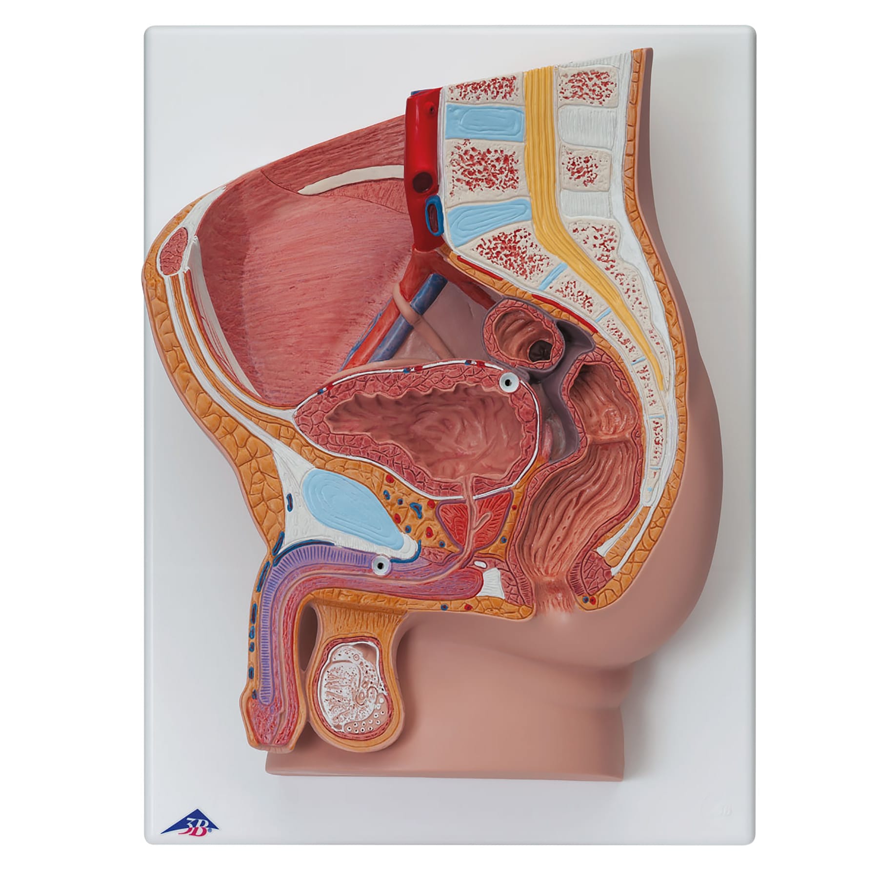 3B Scientific® Pelvic Relief Models