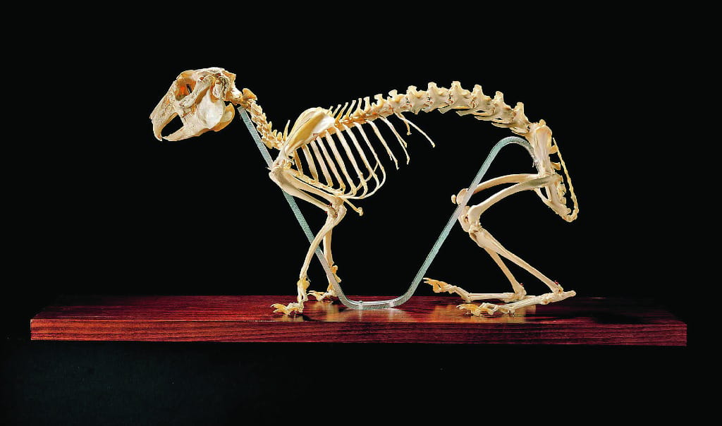 Ward's® Rabbit Skeleton