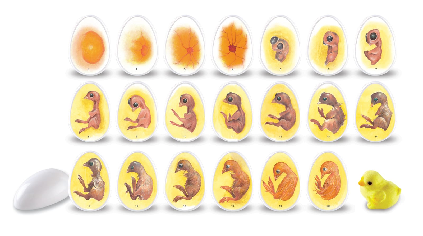 Learning Resources Chick Life Cycle Exploration Set