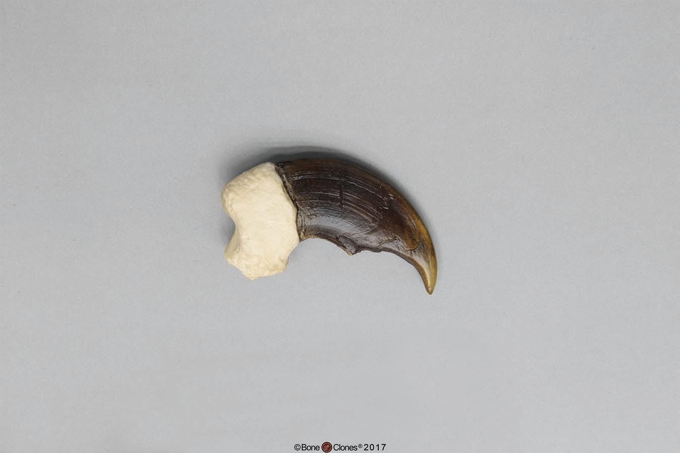 BoneClones® Replica Claws