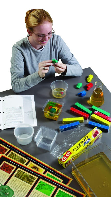 Cell Assembly Required Lab Activity