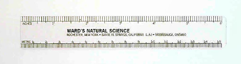 Ward's® Ruler, 6"