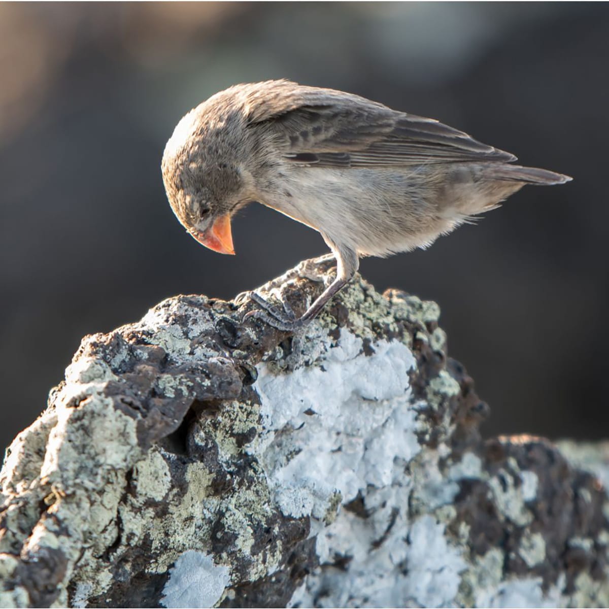Genetic Finch Diversity