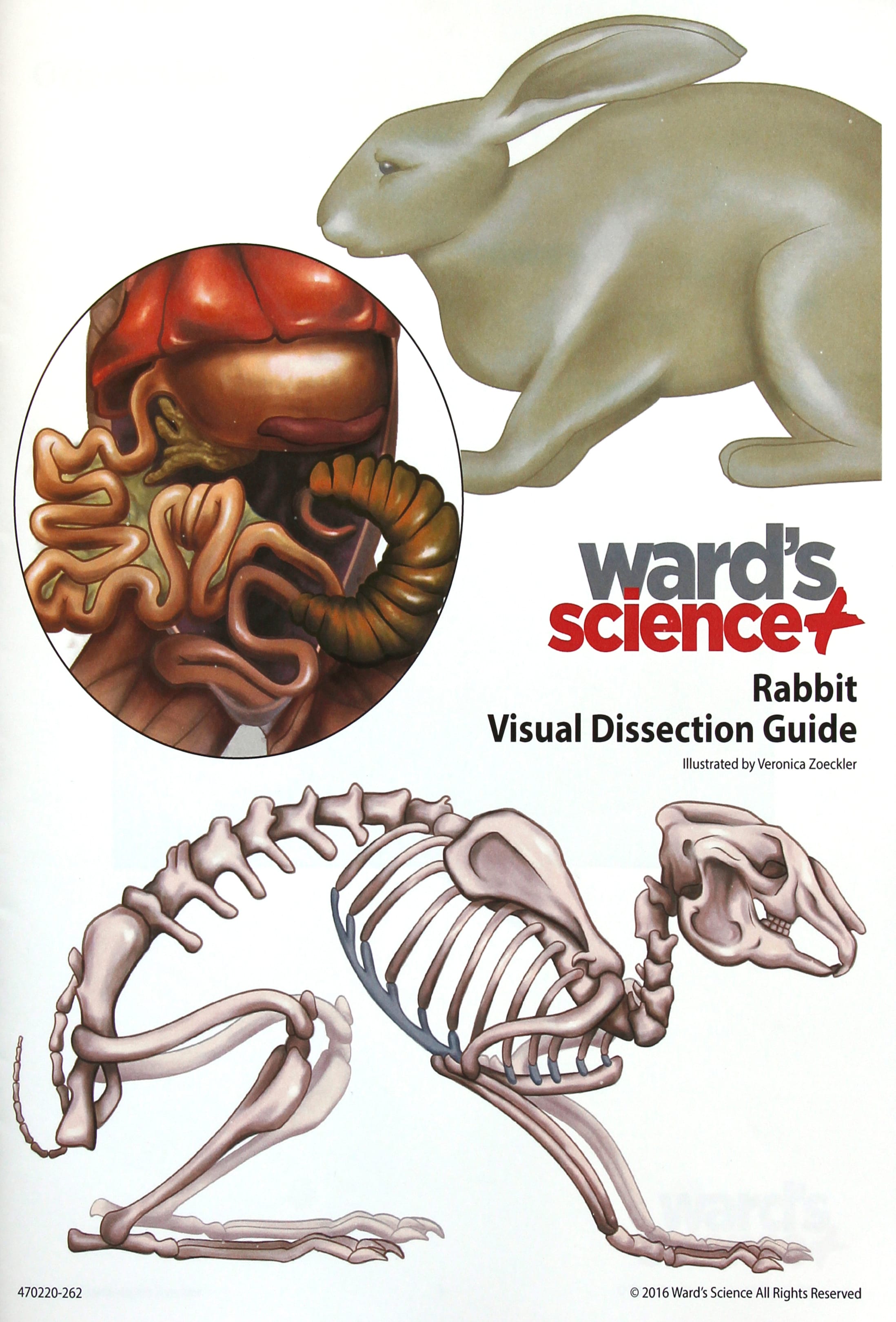 Rabbit Visual Dissection Guide