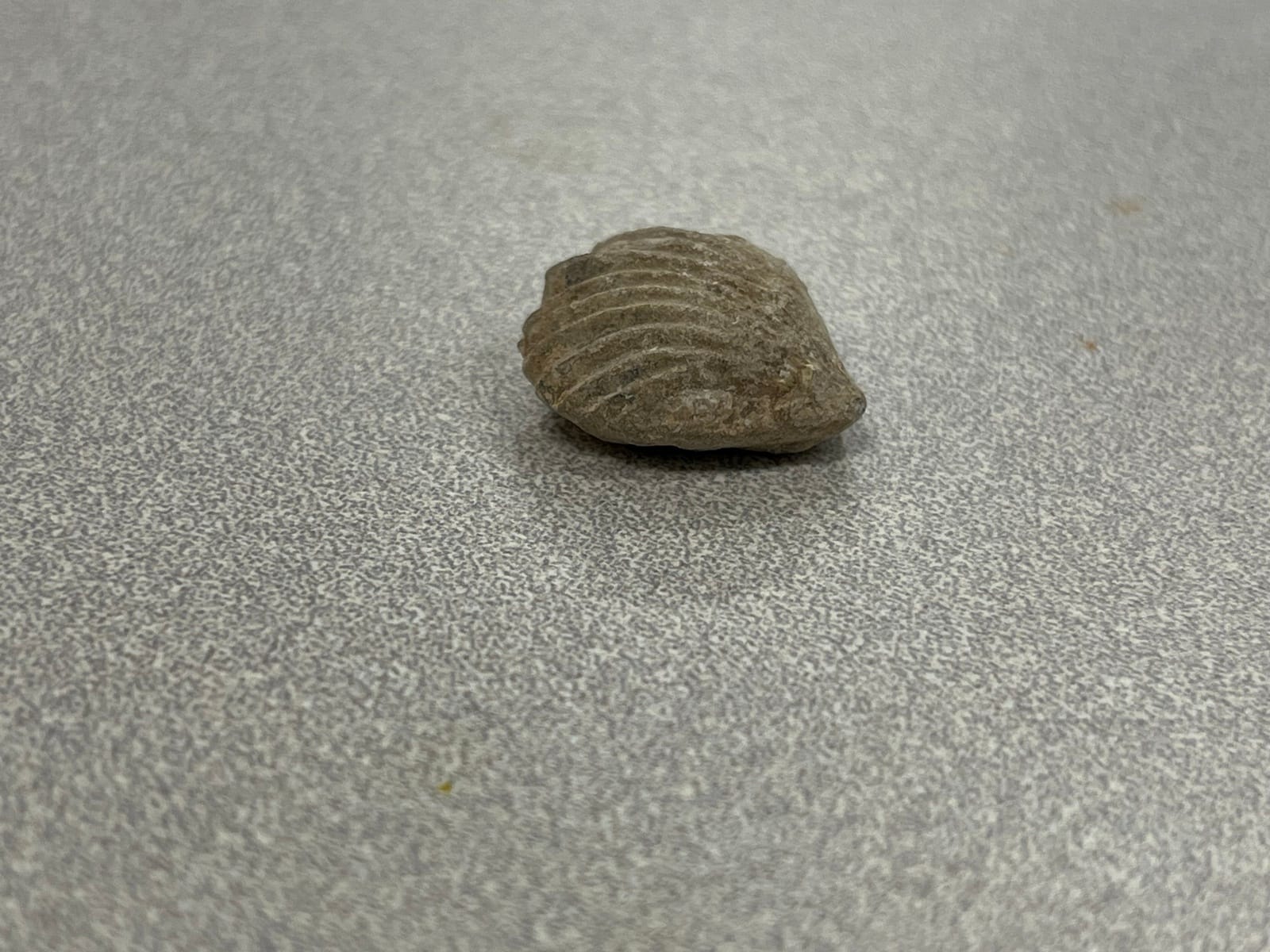 Ward's® Brachiopod Shell