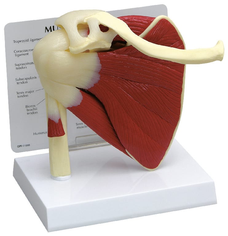 GPI Anatomicals® Muscled Joint Models