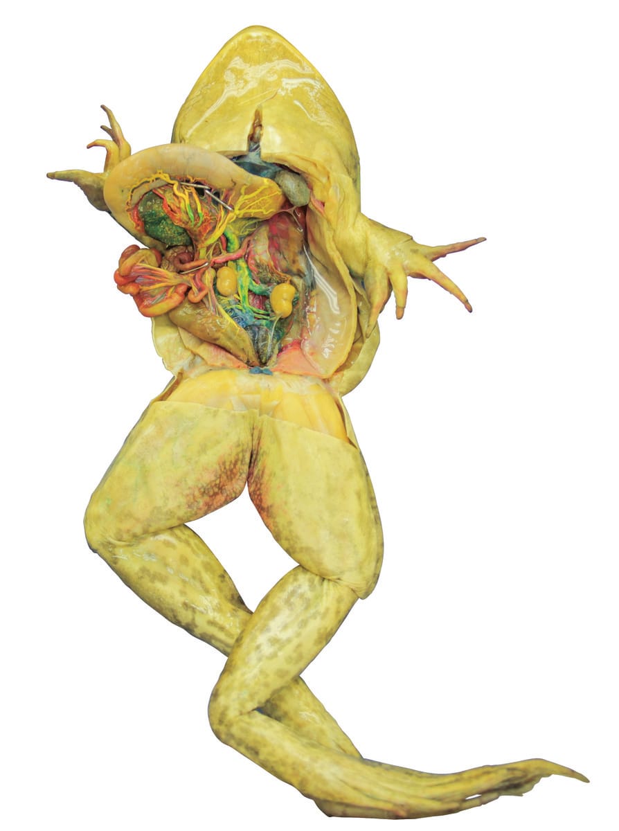 Ward's® Pure Preserved™ Bullfrogs, Triple Injected