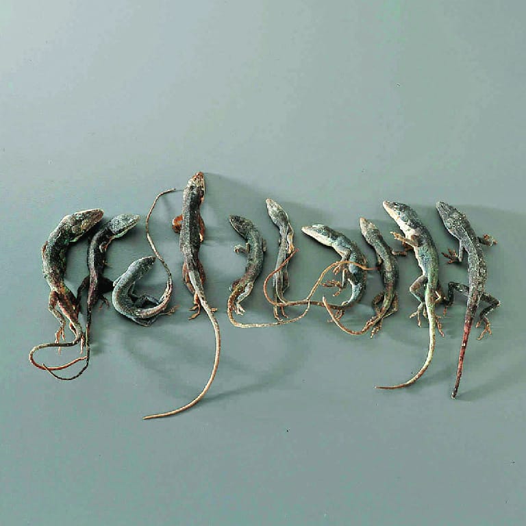 Anoles, Preserved
