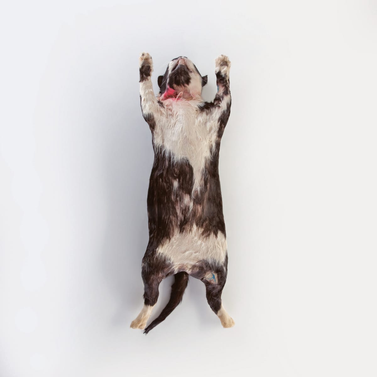 Ward's® Pure Preserved™ Cats