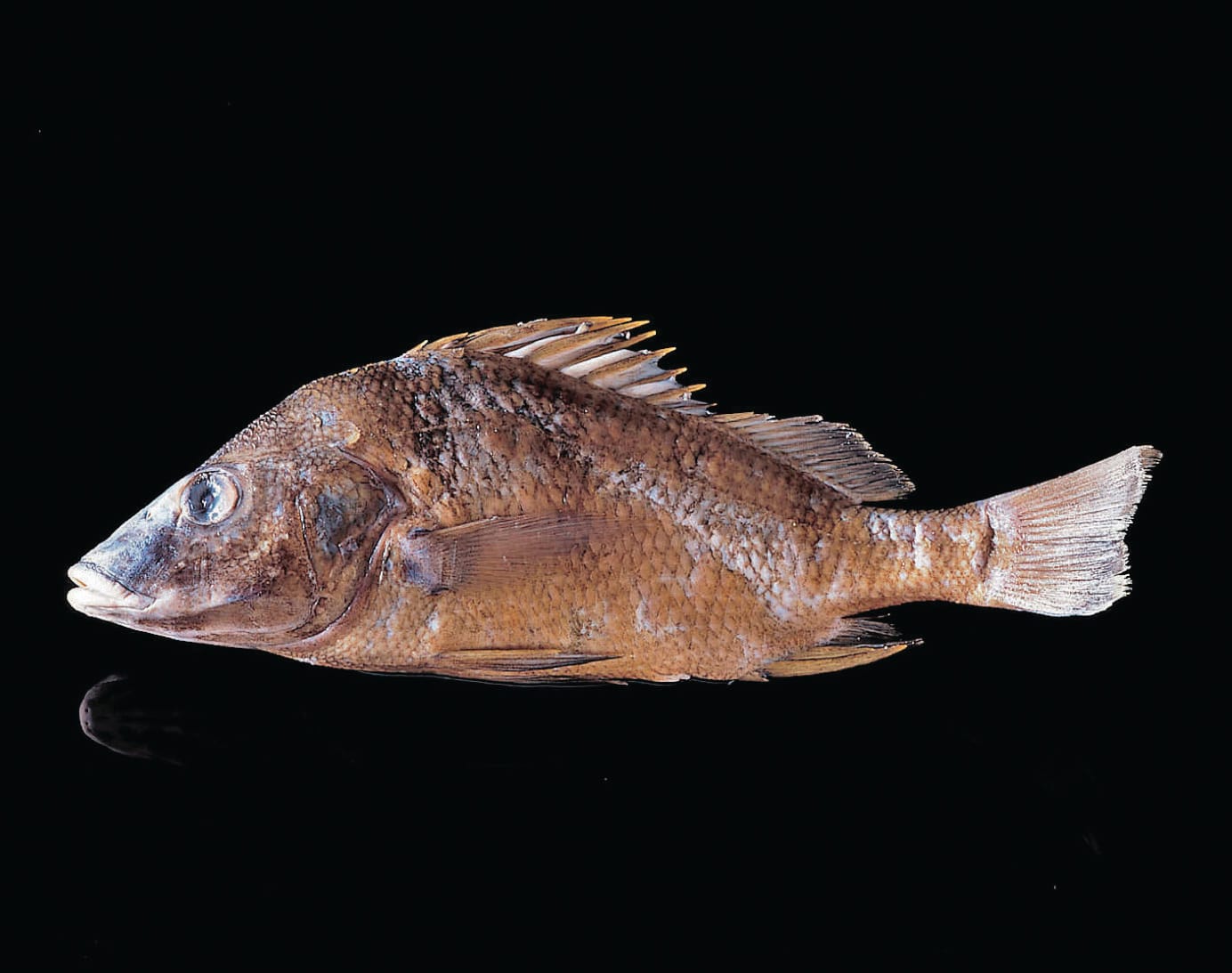 Ward's® Pure Preserved Mexican Gray Perch