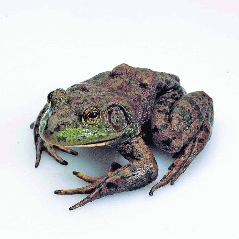 Ward's® Live Bullfrogs (Rana catesbeiana)