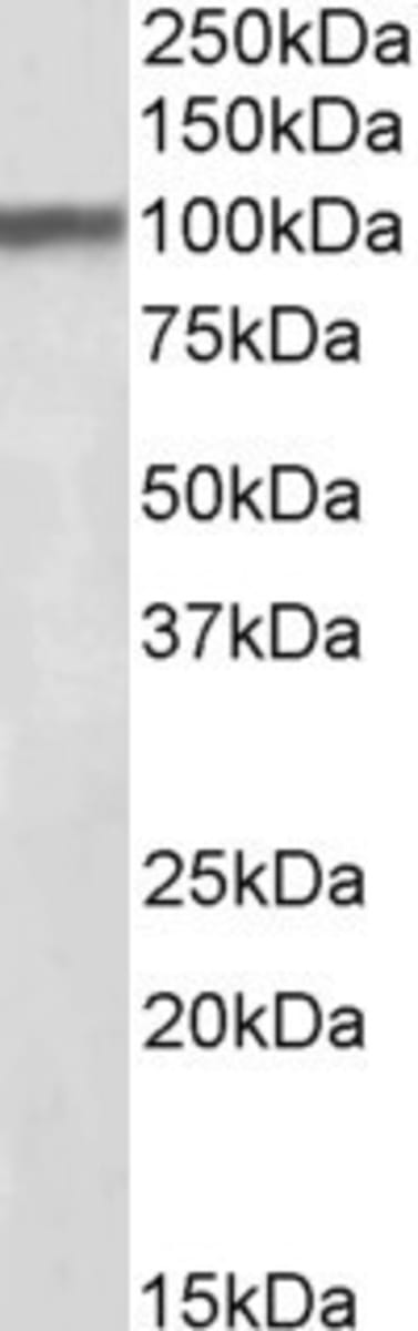 Anti-Huntingtin Associated Protein 1 Goat Polyclonal Antibody | VWR ...