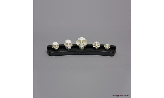 BoneClones® Lesser Primates Comparative Skull Set