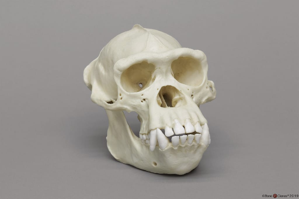 BoneClones® Animal Skulls, Primates