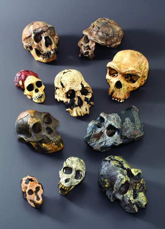Bone Clones® Hominids Skull Series