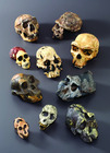 Bone Clones® Hominids Skull Series