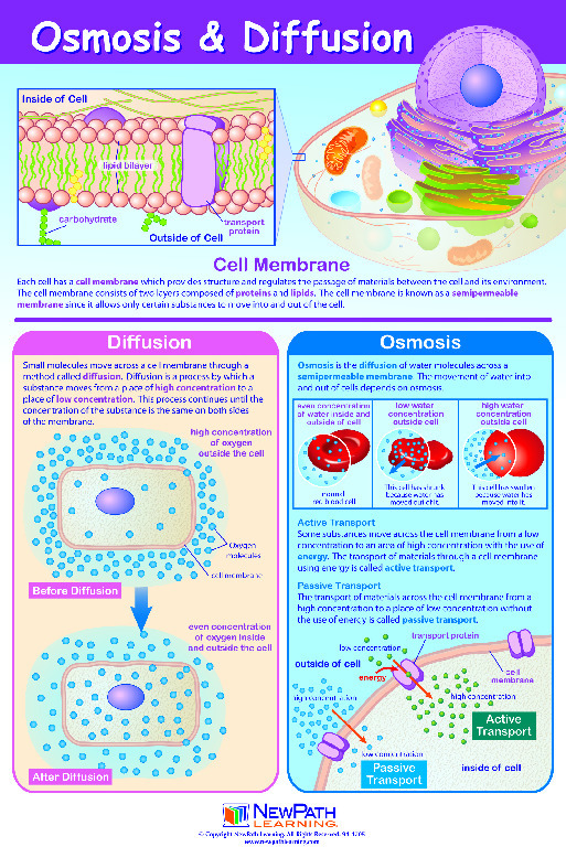 Curriculum Mastery Posters