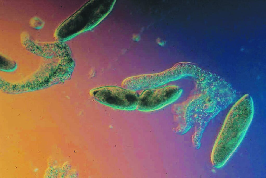 Ward's® Live Mixed Pond Protozoa
