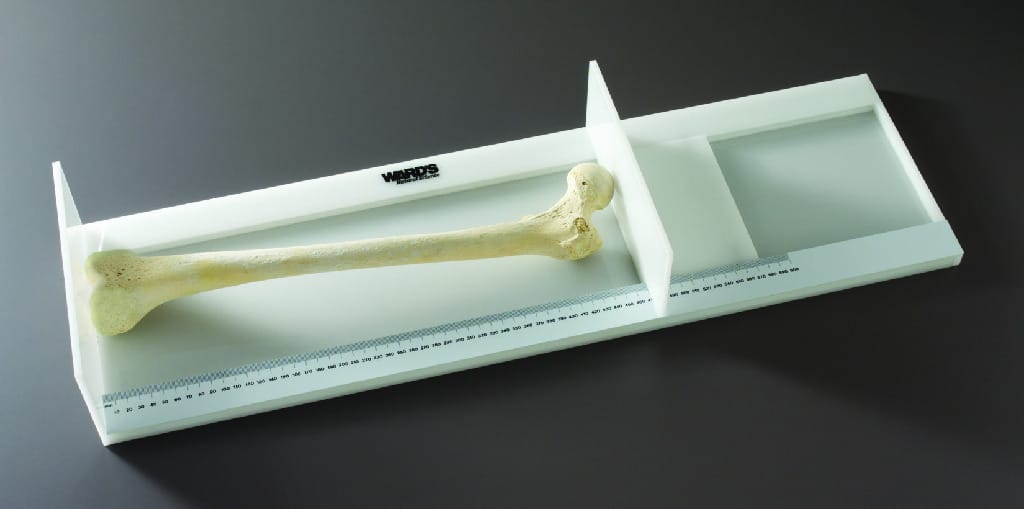 Ward's® Osteometric Board