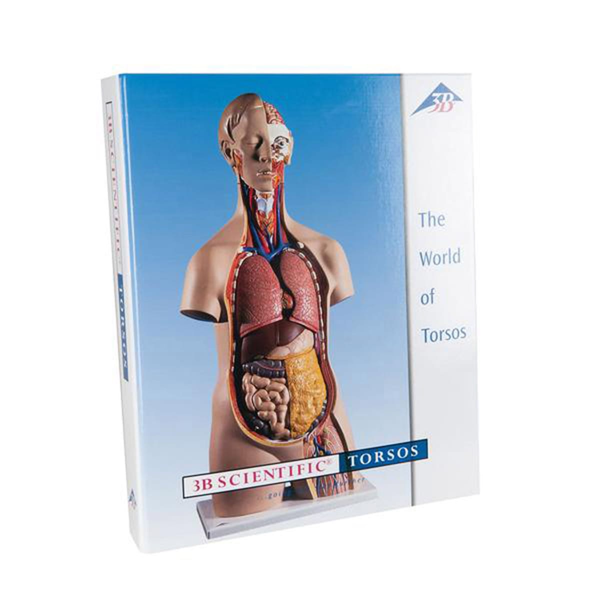 3B Scientific® Teaching Guide For Torsos