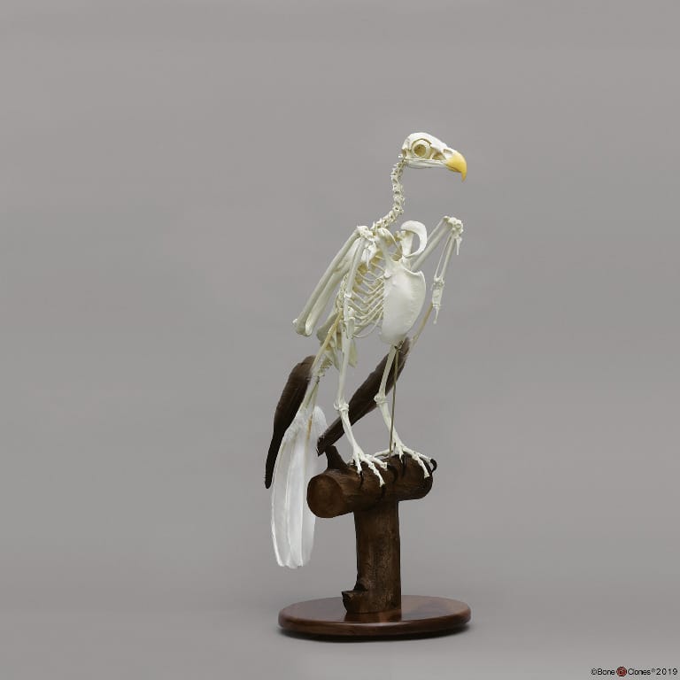 BoneClones® Bald Eagle Skeleton