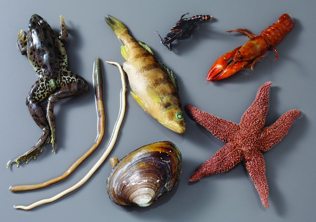 Ward's® Six-Phyla Animal Survey Set