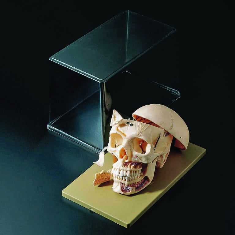 Somso® Advanced Demonstration Skull