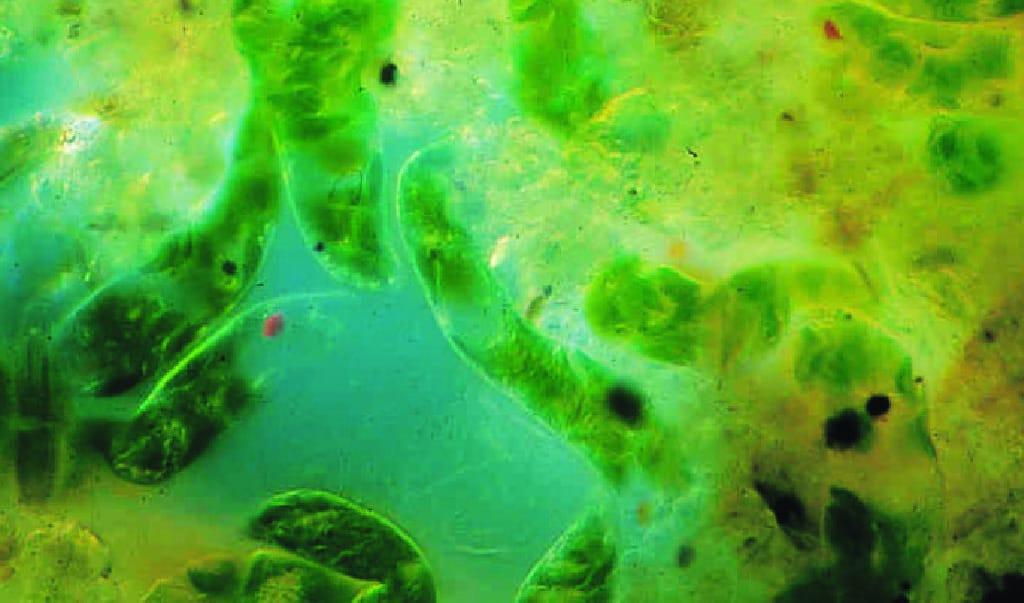 Ward's® Live <i>Euglena sp.</i> (gracilis)