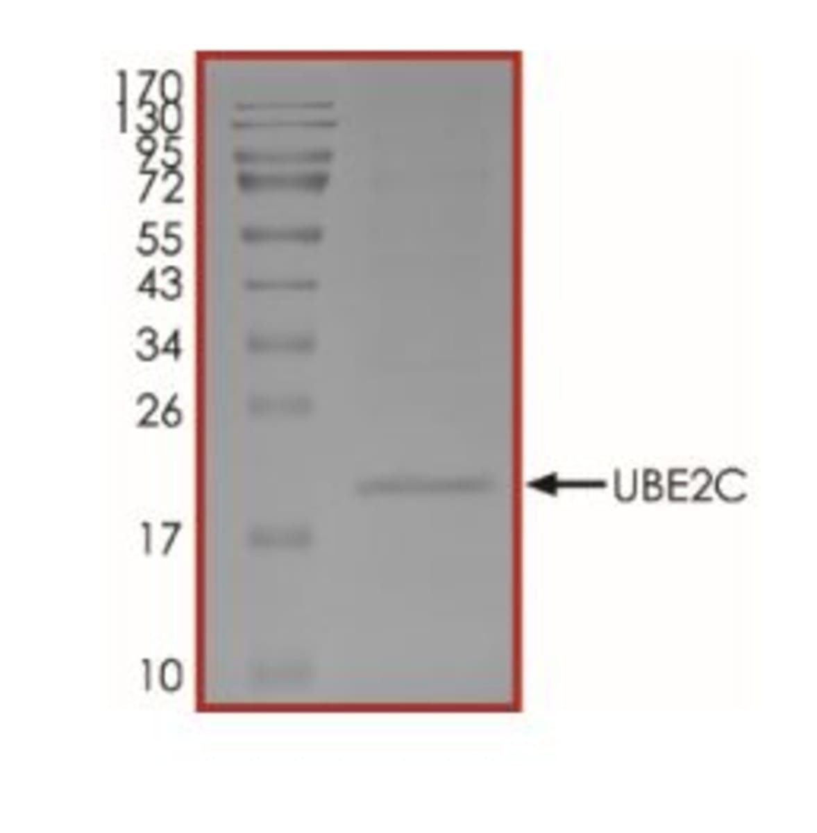 Human Recombinant UBE2C (from E. coli) | VWR, part of Avantor