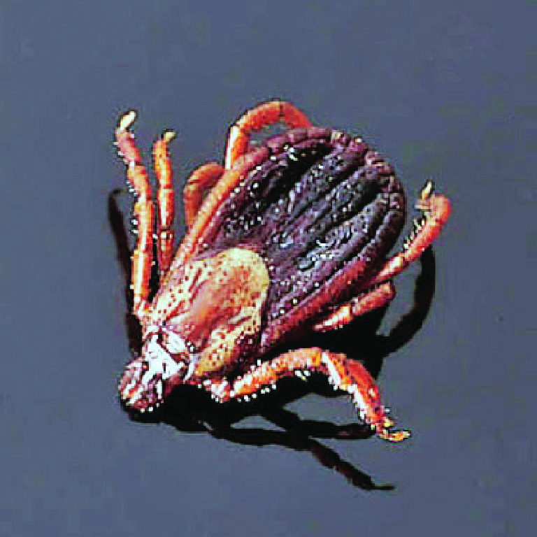 Ward's® Wood Tick