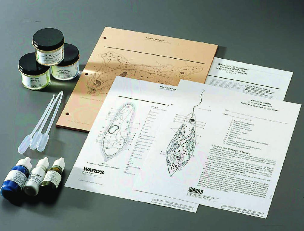 Protist Structure Kit for 30 Students