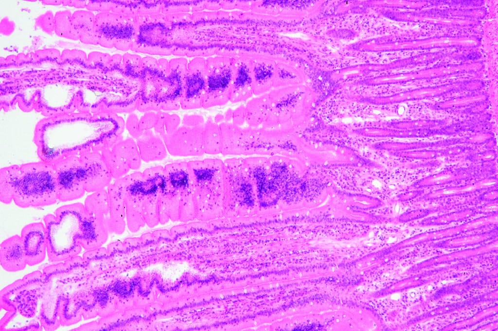 Jejunum, Mammal Slide