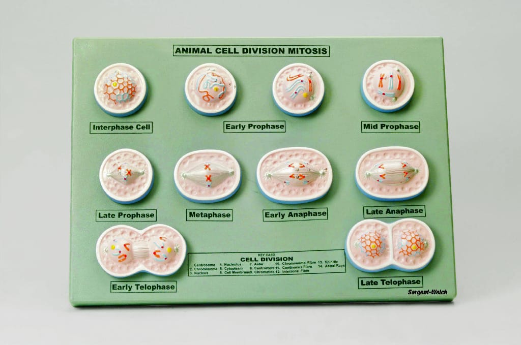 Eisco® Animal Mitosis Model