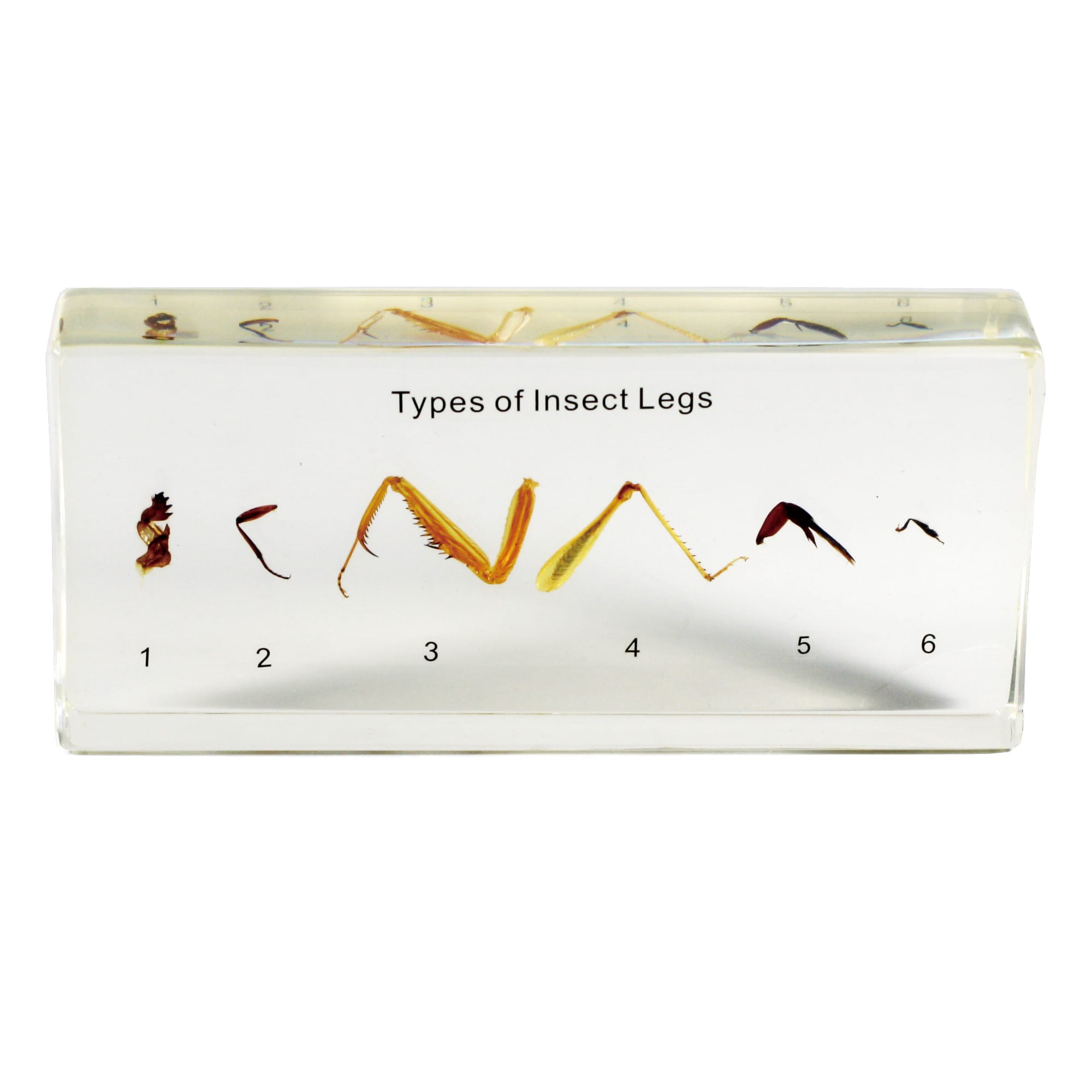 Types of Insect Legs, ED Speldy East Co. Ltd.