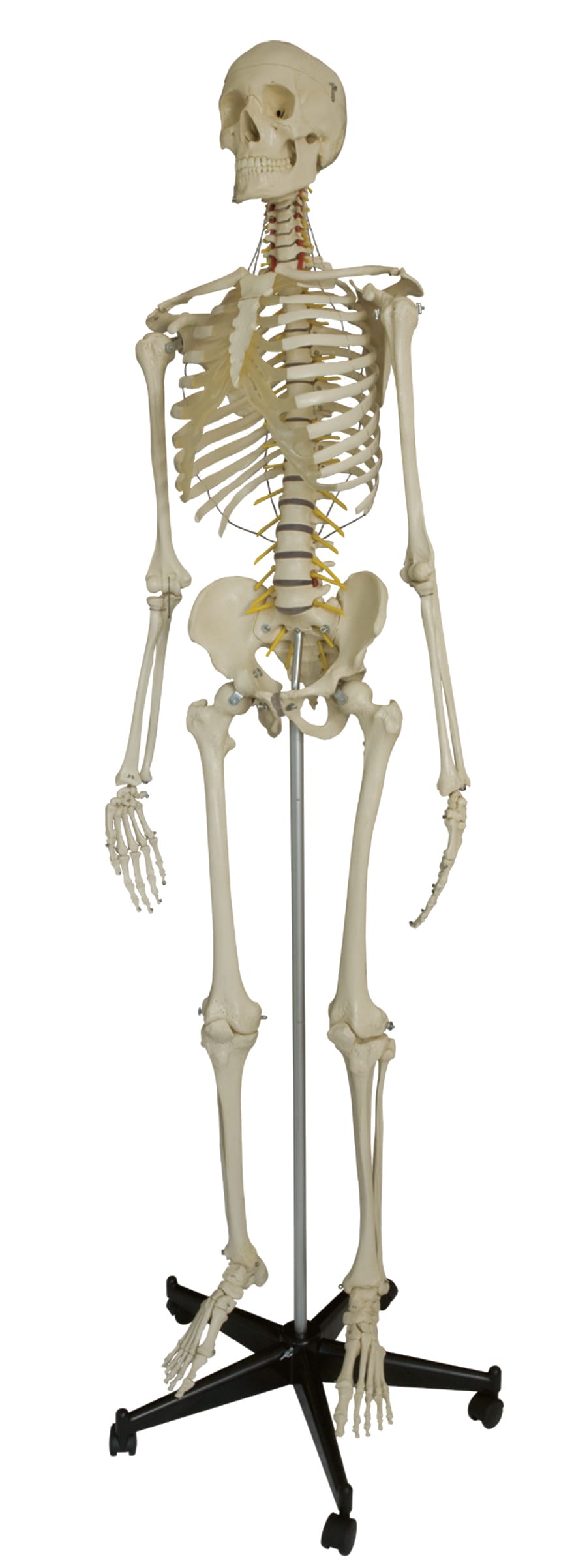 Rudiger® Flexible Skeletons