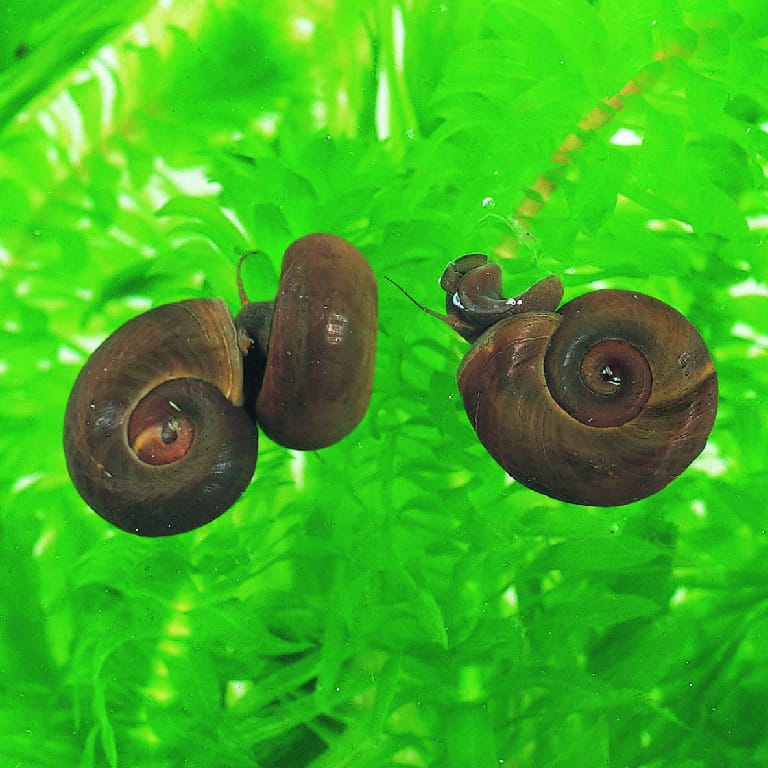Ward's® Live Ramshorn Snail