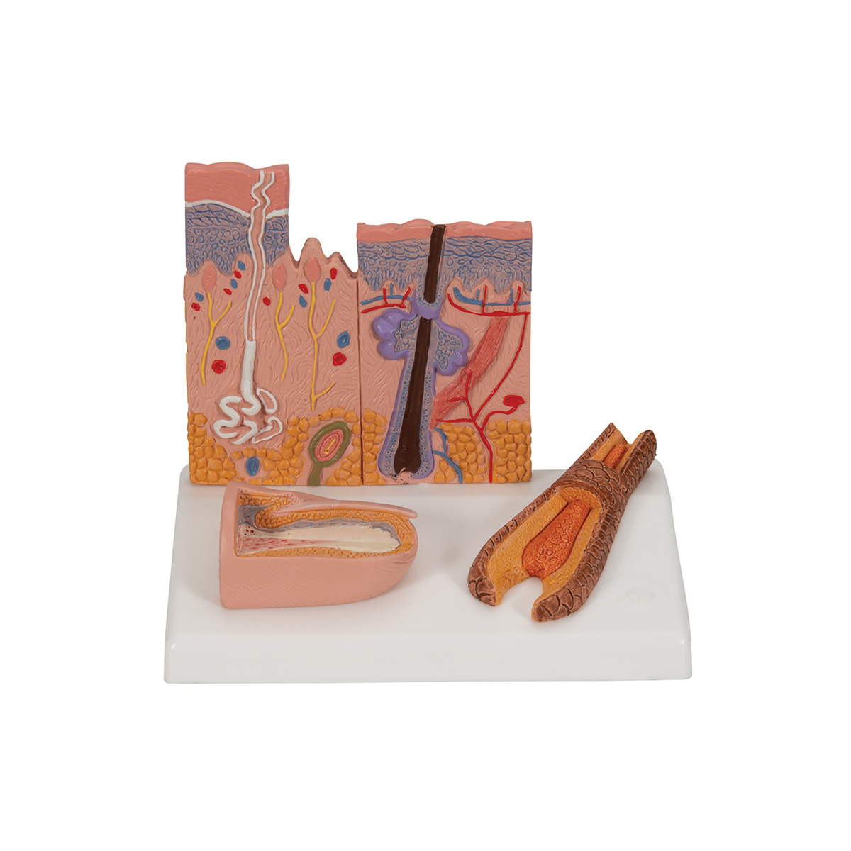 3B Scientific® Skin, Hair And Nail Microscopic Structures