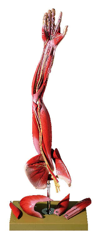 Somso® Comprehensive Arm Musculature Model