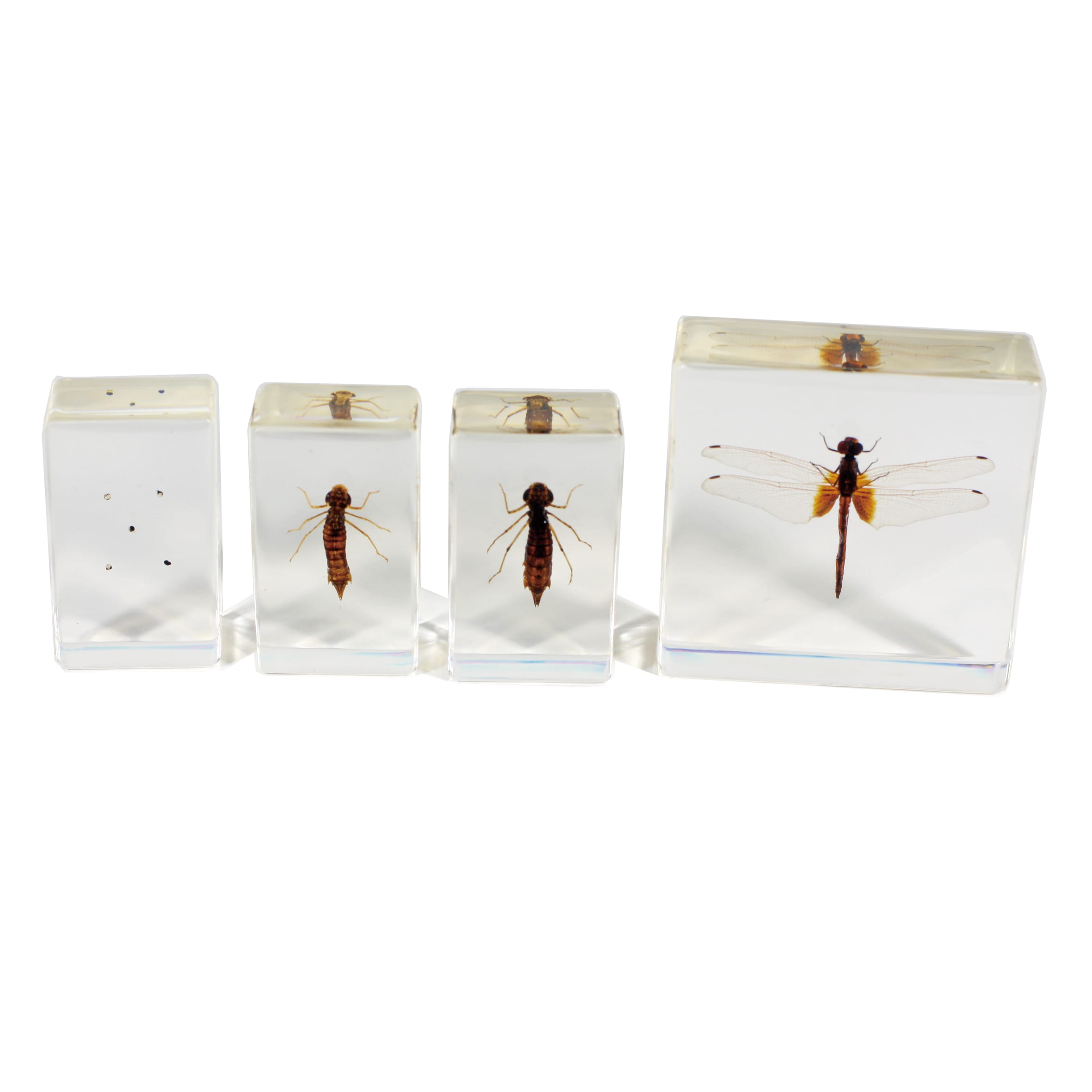 Realbug Kids: Dragonfly Lifecycle