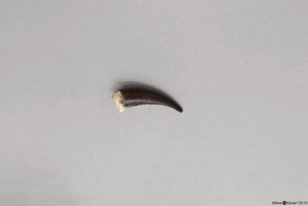 BoneClones® Replica Claws