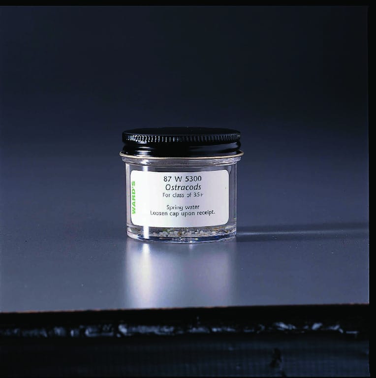 Ward's® Ostracod culture (Cypris sp.)
