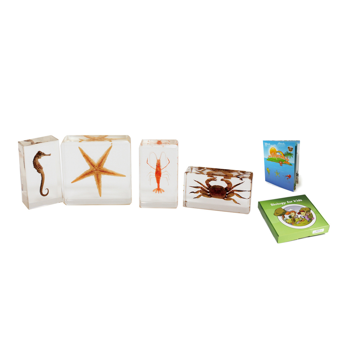 Sea Life Plastomount Set of 4 (Version 1)